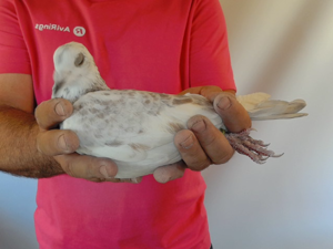 Pigeon image