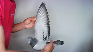 Pigeon image