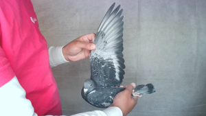 Pigeon image