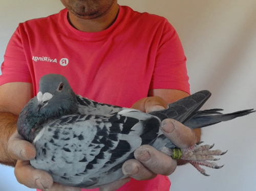 Pigeon image