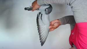 Pigeon image