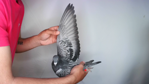 Pigeon image