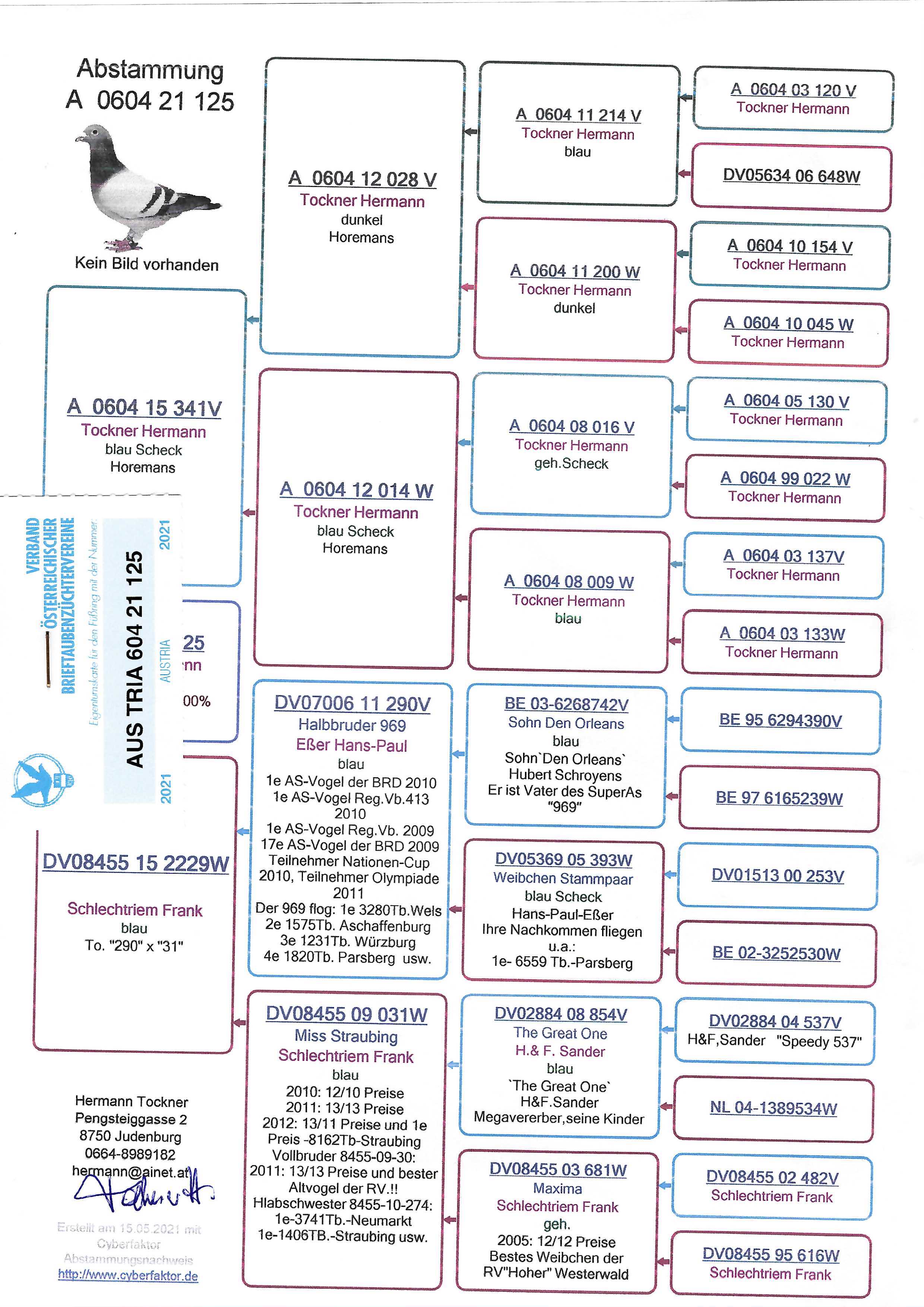 Pigeon pedigree image