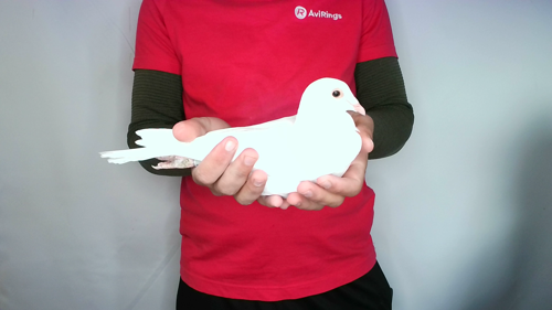 Pigeon image
