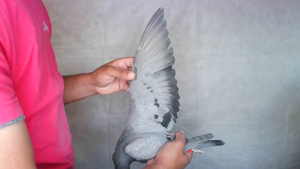 Pigeon image