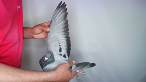 Pigeon image