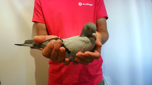 Pigeon image