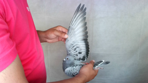 Pigeon image