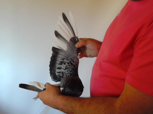 Pigeon image