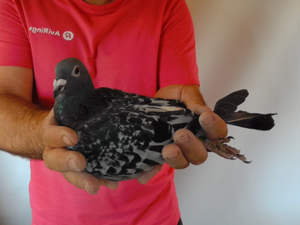 Pigeon image