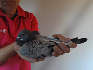 Pigeon image