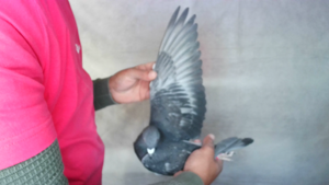 Pigeon image