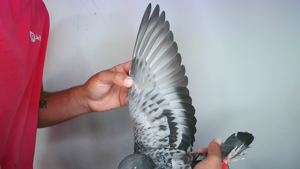 Pigeon image