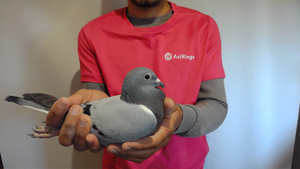 Pigeon image