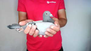 Pigeon image