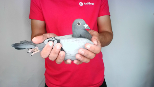 Pigeon image