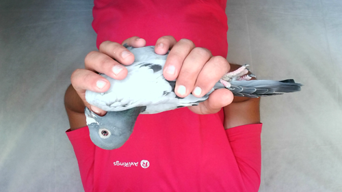 Pigeon image