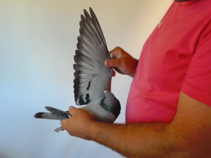 Pigeon image
