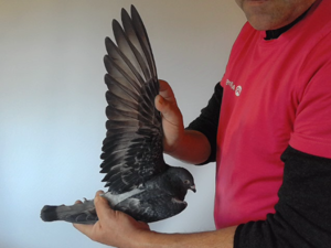 Pigeon image