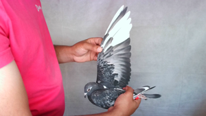 Pigeon image