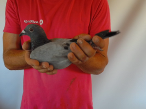 Pigeon image