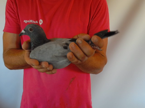 Pigeon image