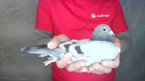 Pigeon image
