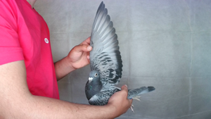 Pigeon image