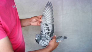 Pigeon image