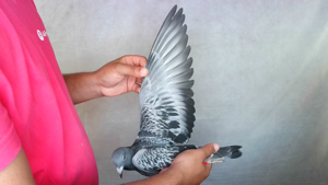 Pigeon image