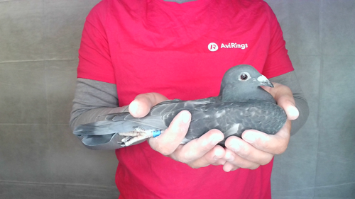 Pigeon image