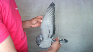 Pigeon image