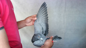 Pigeon image