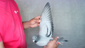 Pigeon image