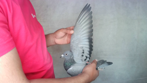 Pigeon image