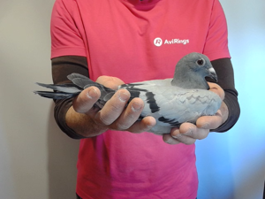 Pigeon image