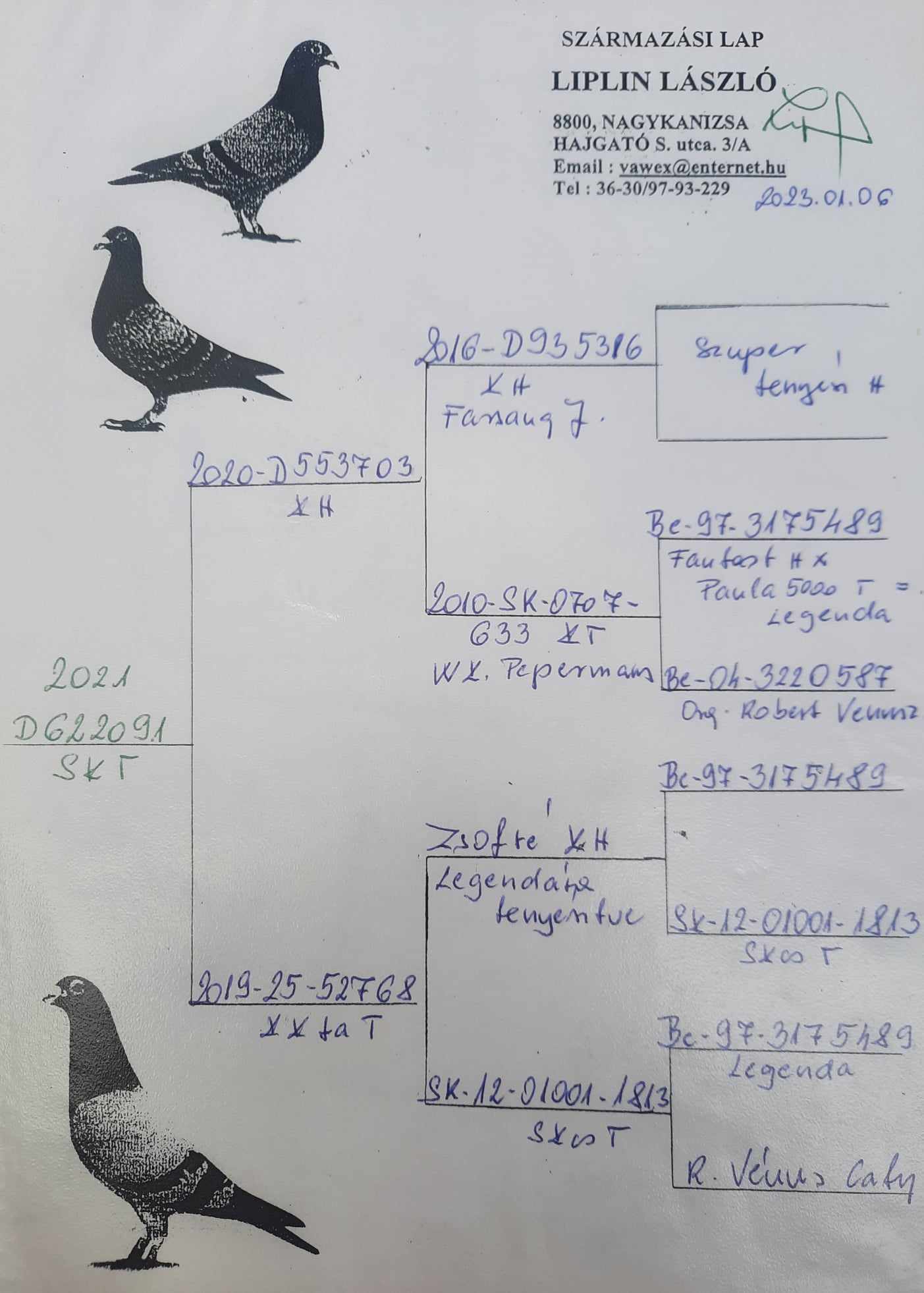 Pigeon pedigree image