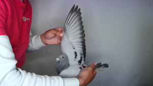 Pigeon image