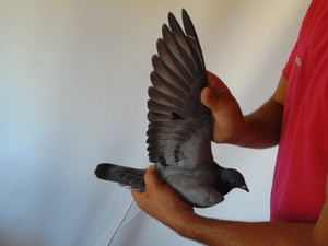 Pigeon image