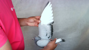 Pigeon image