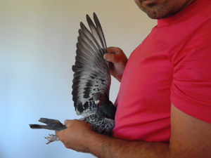 Pigeon image