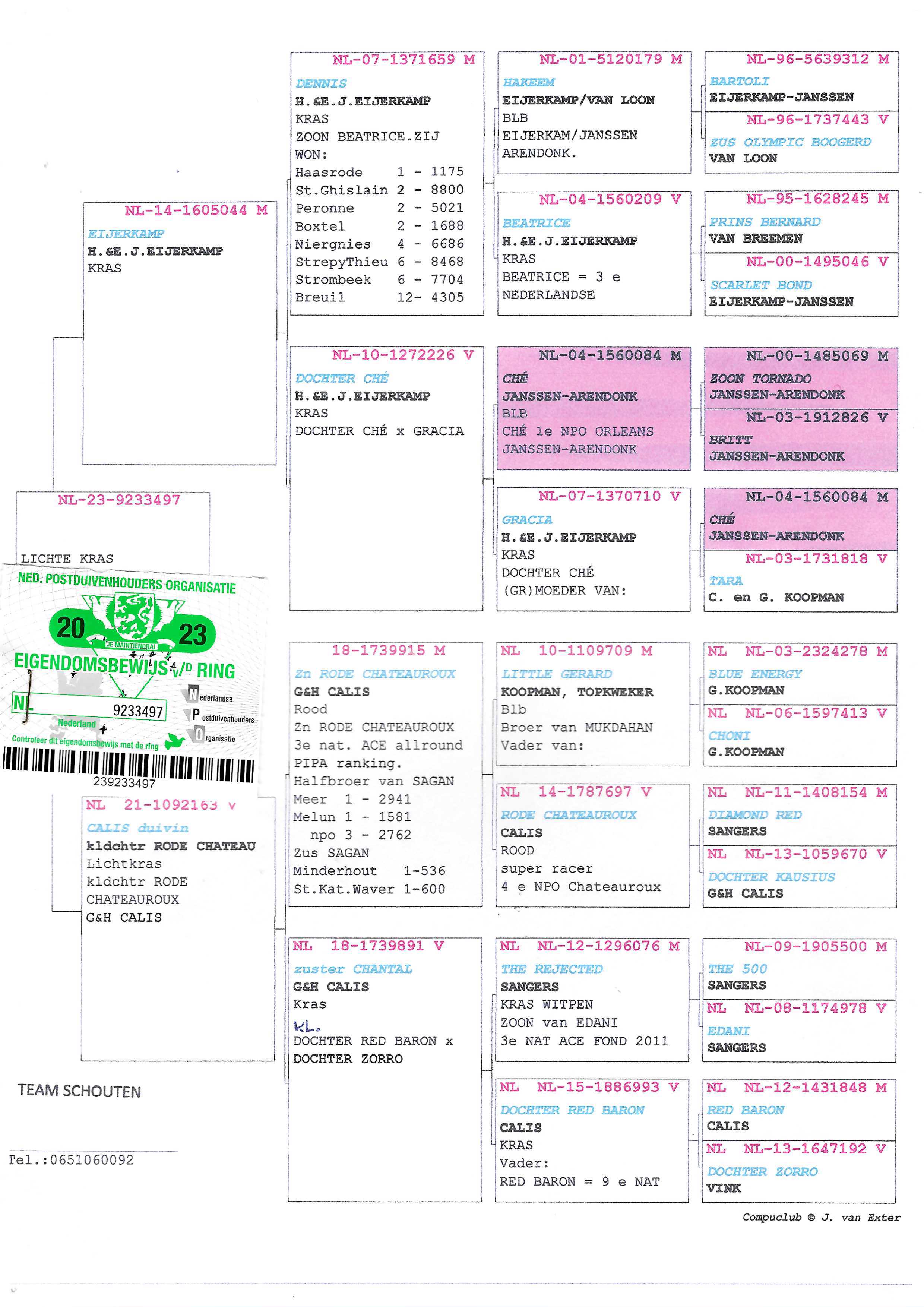 Pigeon pedigree image