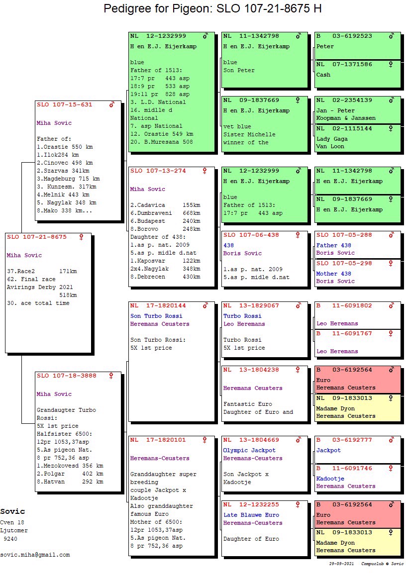 Pigeon pedigree image