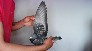 Pigeon image