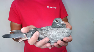 Pigeon image