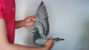 Pigeon image