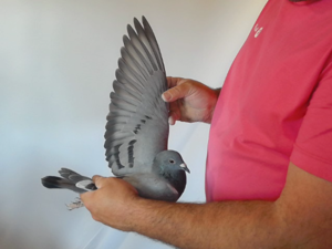 Pigeon image