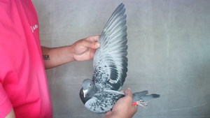 Pigeon image