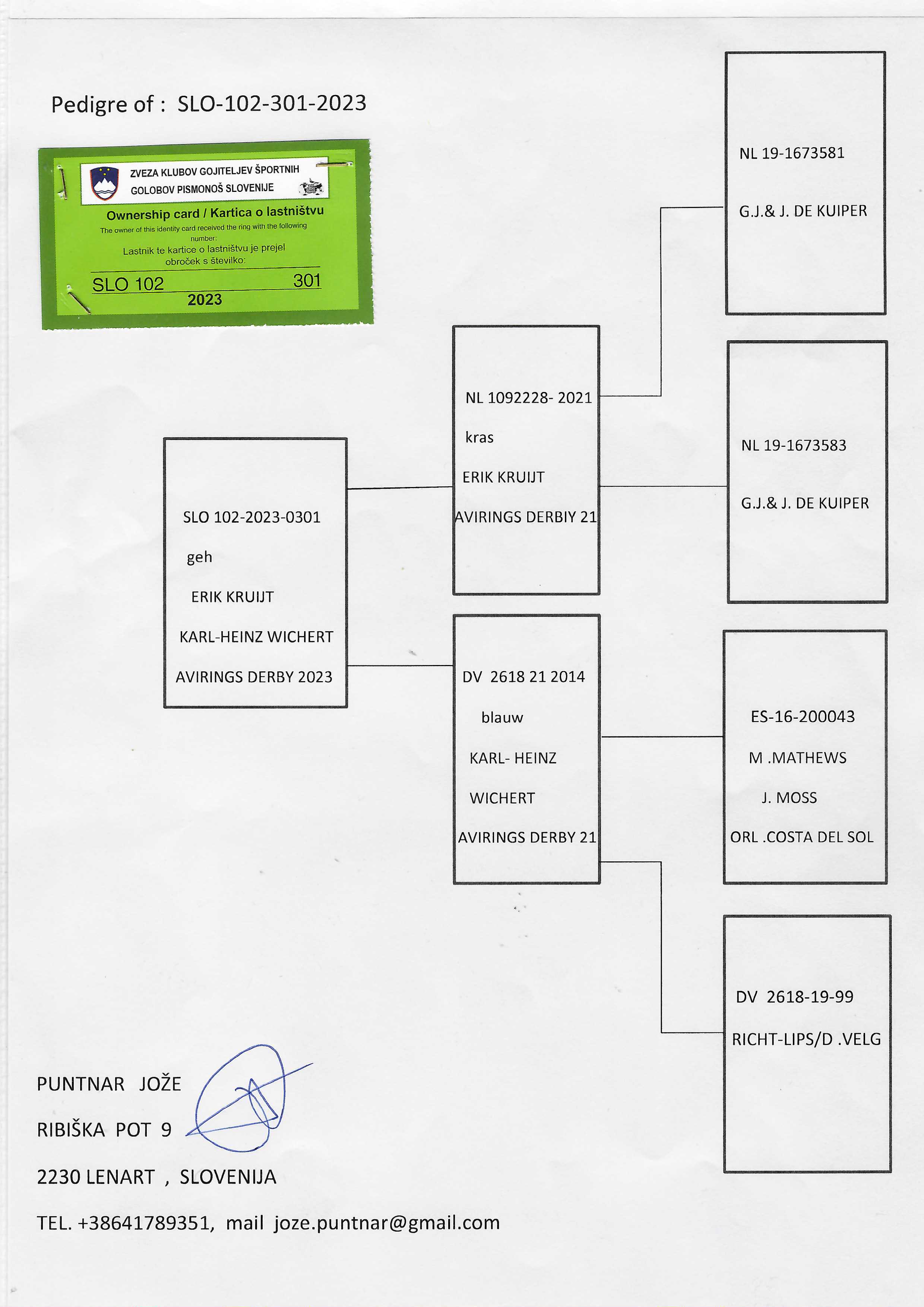 Pigeon pedigree image