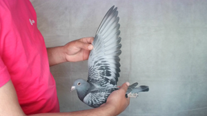 Pigeon image